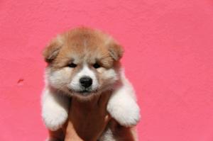 Cachorros Akita Inu