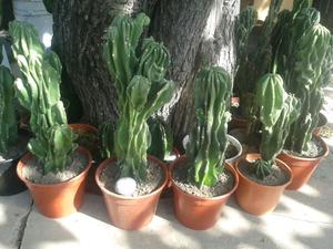 Cactus Monstruosus OFERTA