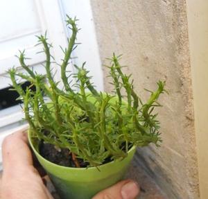 Euphorbia medusae maceta 8