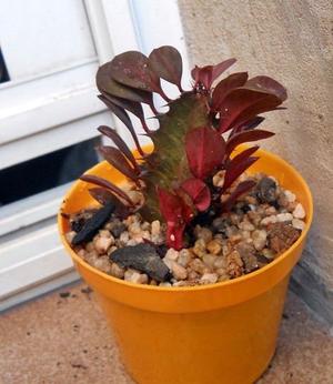 Euphorbia trigona rubra maceta 10