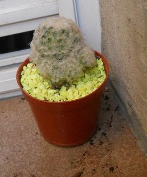 cactus Mammilaria plumosa M 8