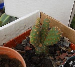 cactus opuntia rufida minima en maceta 6