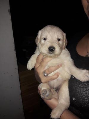 Cachorros Golden Retriever