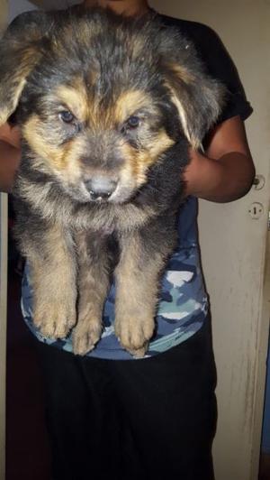 Cachorros ovejero sable