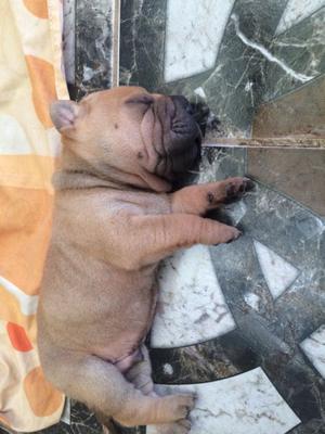 Cachorros shar pei