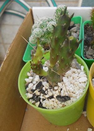Cactus opuntia sin id en maceta 6