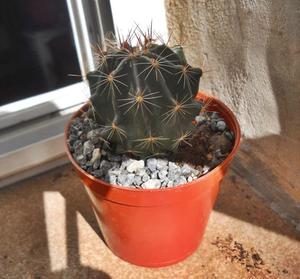 Cactus thelocactus setispinus m8
