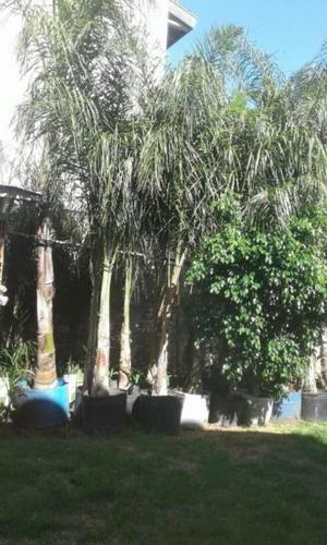 Venta de palmeras pindo cultivadas