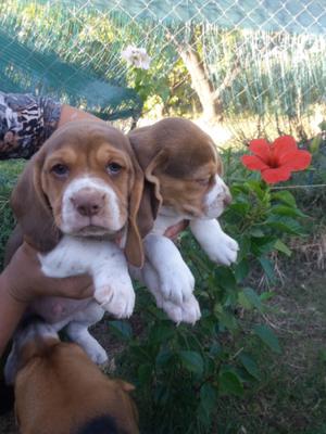 Beagle cachorros hermosos