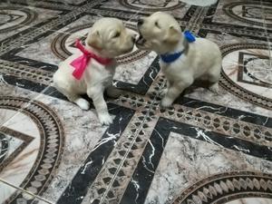 Cachorros golden retriever