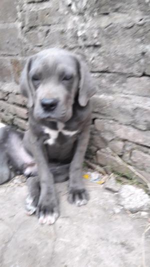 Cane corso gris henbra con pedrigue