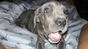 Cane corso gris henbra con pedrigue de fca