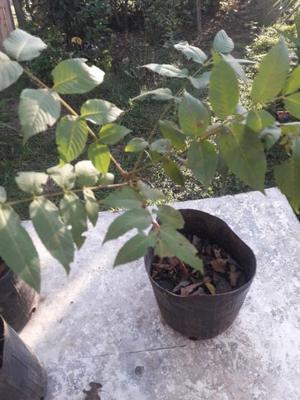 Nogales planta en maceta