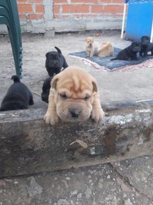 Vendo cachorros shar pei