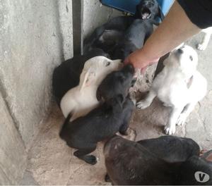 Bebes negros y blancos en adopción