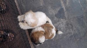 CACHORROS SHIH ZTU