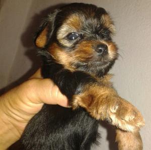 CACHORROS YORKSHIRE MINI