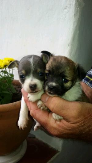 Cachorros chihuahua machos