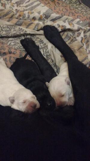 Cachorros labradores dos hembras y un macho