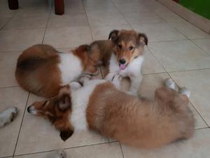 Rough Collie "Lassie"