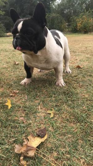 Vendo cachorro bulldog francés con fca