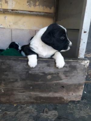 Vendo cachorros BORDER COLLIE puros