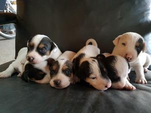 Cachorros de Jack Russell Terrier