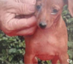 PINSCHER MINIATURA MACHO MARRON CON PEDIGREE