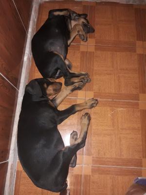 Vendo cachorros doberman