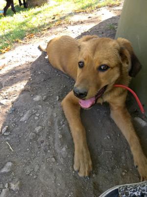 Cachorro en adopción, urgente!