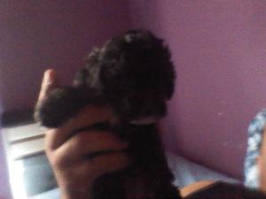 Caniche toy de 45 dias