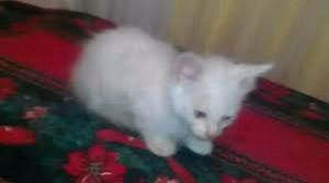 Gatita Angora trico 2m