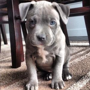 Pitbull Blue nose cachorros espectaculares
