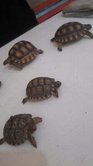 TORTUGA DE TIERRA