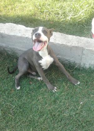 Cachorro pitbull color gris y blanco