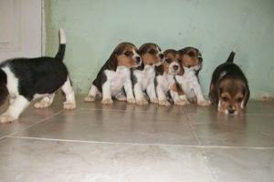 Cachorros beagles hermosos tricolores 13 pulgadas