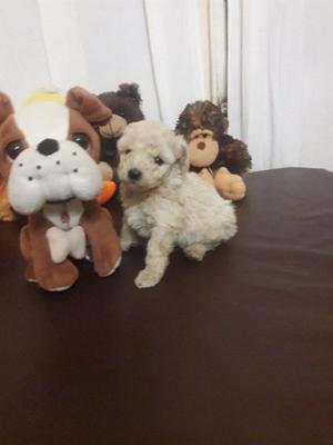 Cachorros caniche mini