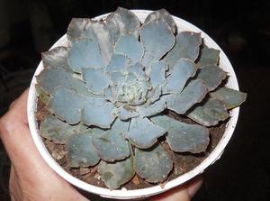 Echeveria shaviana de coleccion maceta 12