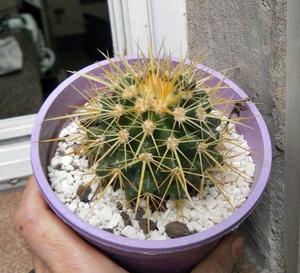 Echinocactus grusonii (asiento de suegra) maceta 12