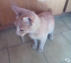 Gatita en adopción