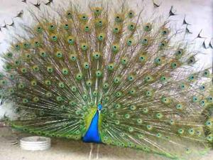 Pavos Reales Y Ornamentales