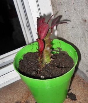 Planta euphorbia trigona rubra maceta 8