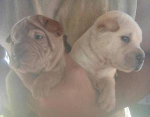 shar pei machos y hembras