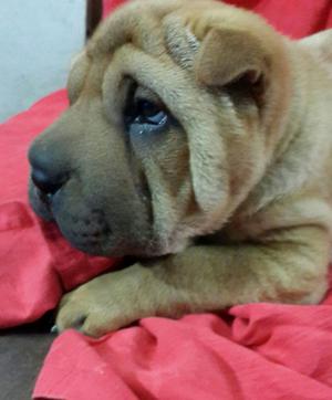 Cachorros Shar Pei PUROS