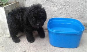 Caniche mini negros