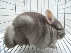 Chinchillas Beige Para Mascotas.