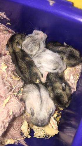 Gratis Hamsters Rusos Bebes