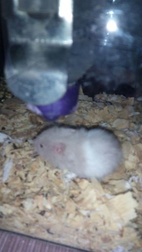 Hamsters Sirios Angora