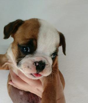 Hermoso cachorro bulldog inglés