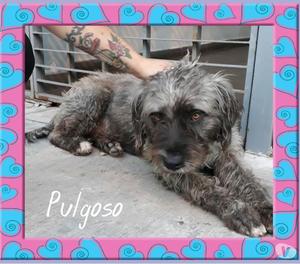 PULGOSO busca hogar